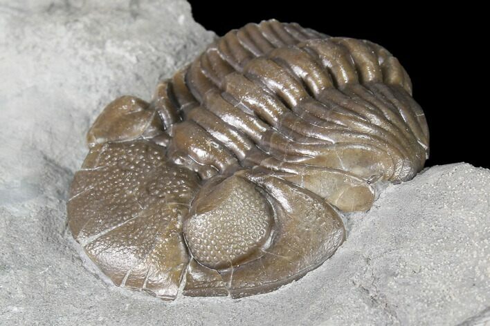 Long Eldredgeops Trilobite - Paulding, Ohio #85552